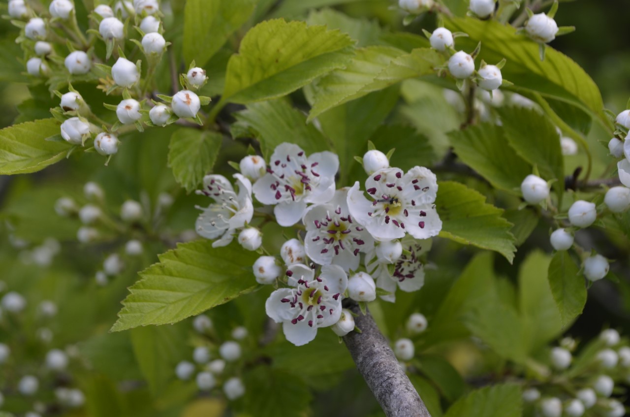 Crataegus punctata; Photo: Rene Gaudette