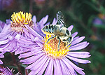 Mégachile (Megachile latimanus), adulte, femelle