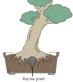 Racine Pivot et angle de l'arbre : Ill. de Serge Pelletier